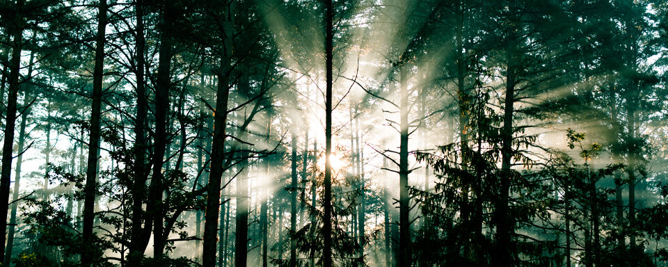 La forêt, à la frontière du cadastre et de la réalité