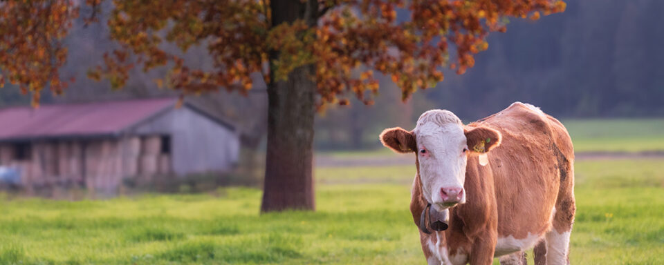 Actualité rurale : l'essentiel de la pratique notariale